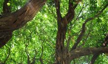 故乡的榕树读后感