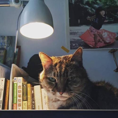 我是我父亲的猫