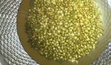 绿豆发芽观察日记