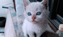 我最喜欢的小猫作文