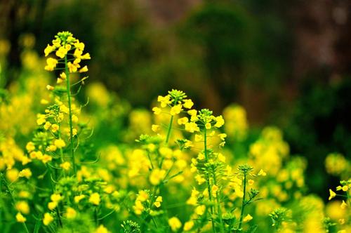 春天强奸花组成