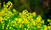 春天的油菜花作文