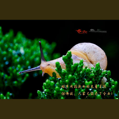 创业故事：蜗牛想去哪里