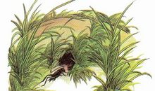 法布尔蟋蟀读后感