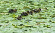 春满燕园读后感