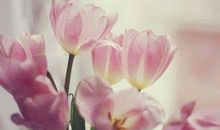 经典语句：心若沉浮，浅笑安然