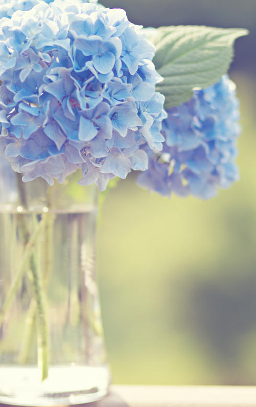 如果你盛开，微风来了，你的心起伏，平静地微笑