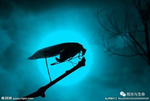 关于鲁迅秋夜的思考