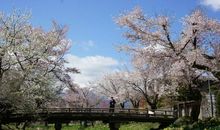 落花之美读后感