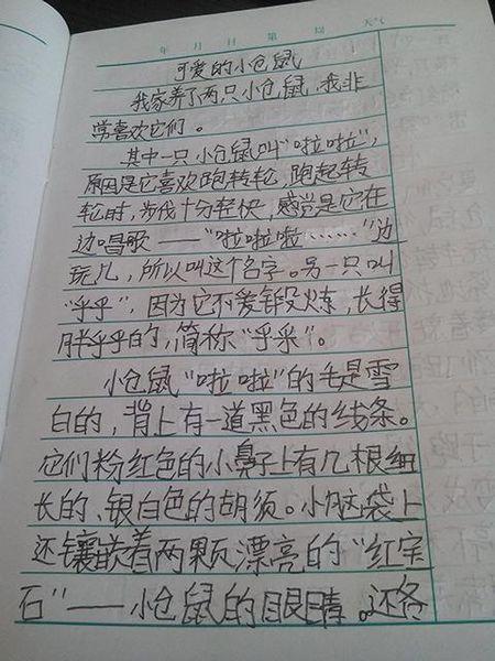 小动物组成简介