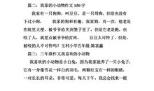 我与小动物的作文