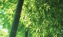 夏夜滚烫的城市，澡雨静魂