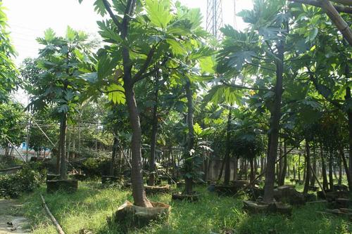 描述樟树的成分