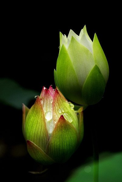 经典语录：内心纯净，但内心平静而清晰