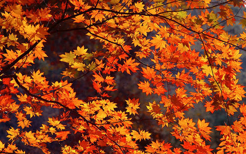 秋天的枫叶的组成