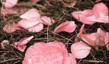 张华夏经典语录语句