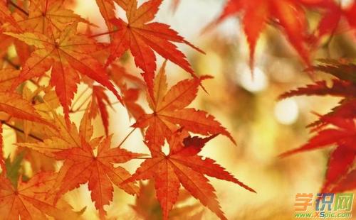 秋季果园组成400字