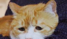 最近有点为北京感到难过