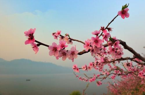 我脑海中的桃花春天