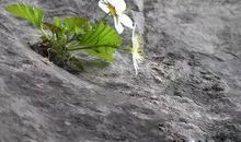 悬崖上的一朵花