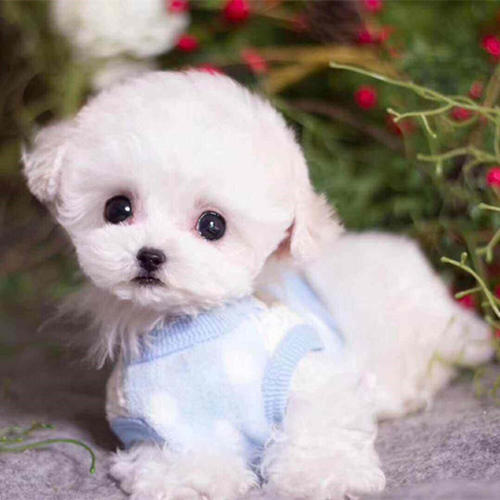 茶杯狗作文400字