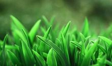 草丛里的发现作文