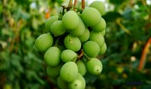 哲理小故事：提子和葡萄