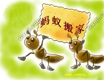 我发现了蚂蚁的秘密