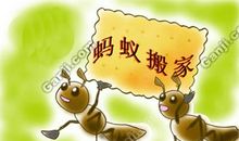 我发现了蚂蚁的秘密