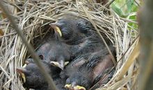 掏鸟窝受伤作文