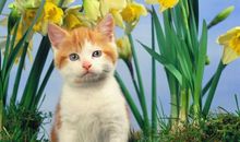 我喜欢的小动物