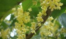 描写桂花的作文600字