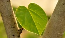 为生命画一片树叶作文