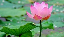 我最喜欢的荷花作文