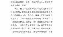 写桂花树的作文