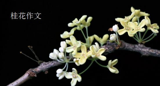 描述桂花树的成分