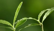 春天的发现作文