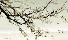 岁月背后的记忆读后感