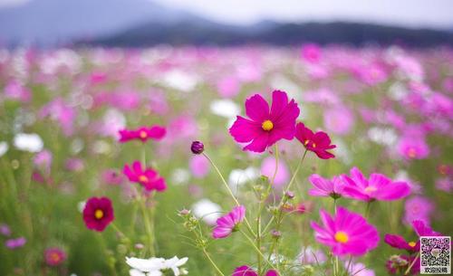 美丽的春天400字