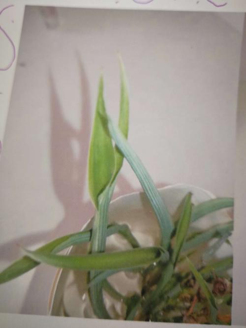 吊兰植物的观察日记