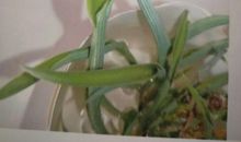 吊兰的观察日记