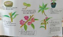 凤仙花观察日记