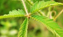 含羞草观察日记