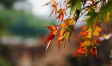 描写秋雨的作文