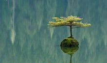 沉默，让混乱的心，变得清澈