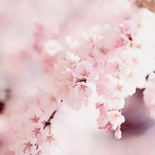 在他来之前，我不怕寂寞，我宁可奇怪也不愿虐待