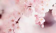 在他来之前，不怕孤单，宁缺勿滥