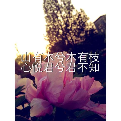 树林里有树，树林里有树枝。