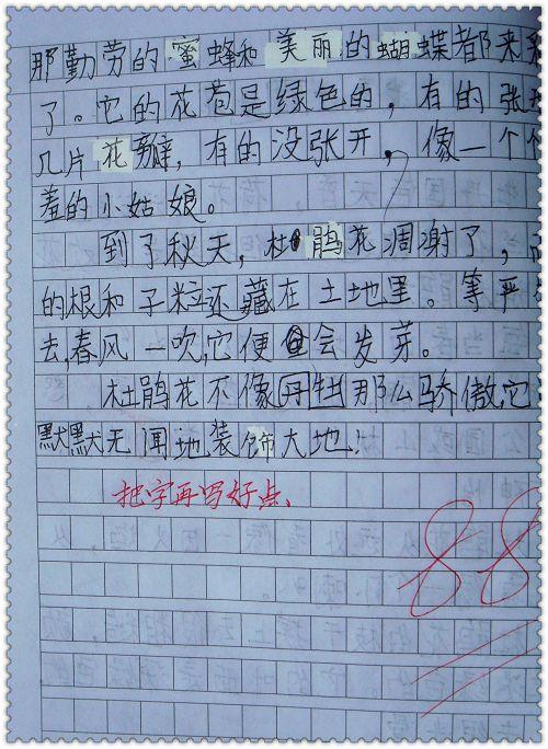 我最喜欢的花组成