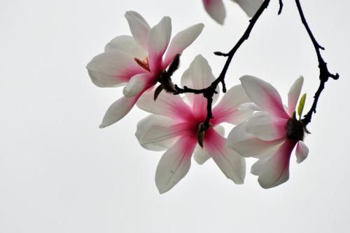 关于玉兰花的组成